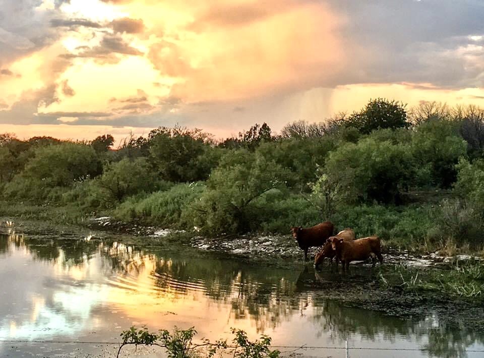 Two horses are walking along a river bank.