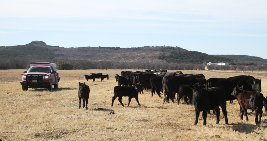 A herd of cattle grazing in an open field.