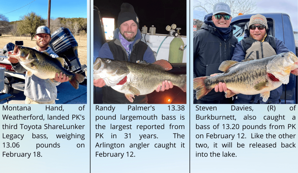 Three pictures of people holding fish in their hands.