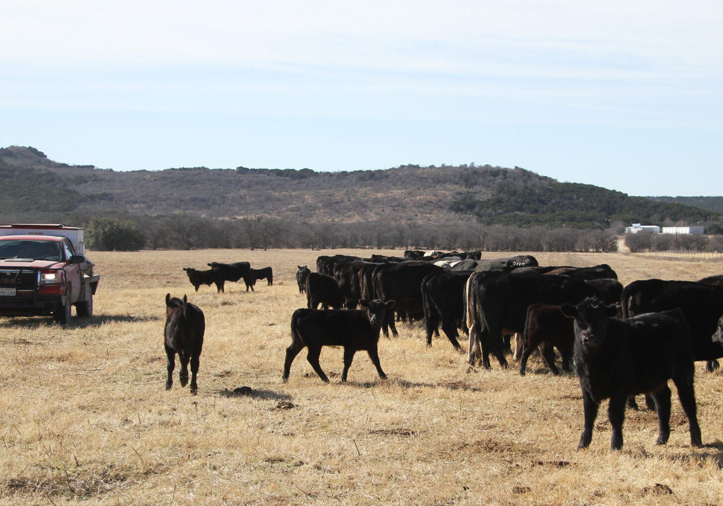 A herd of cattle grazing in an open field.